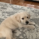 (Pet Services) Sandra Wilson