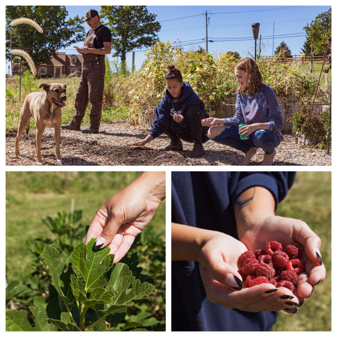 (Community Supported Agriculture) Britney Fields