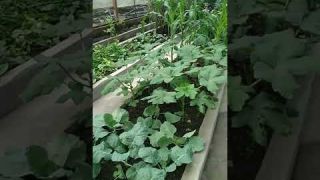Vegetables grown in Shade house protected from Bad weather