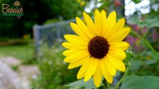 Beauty's Community Garden
